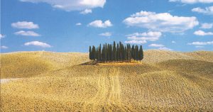 Bosco di Cipressi